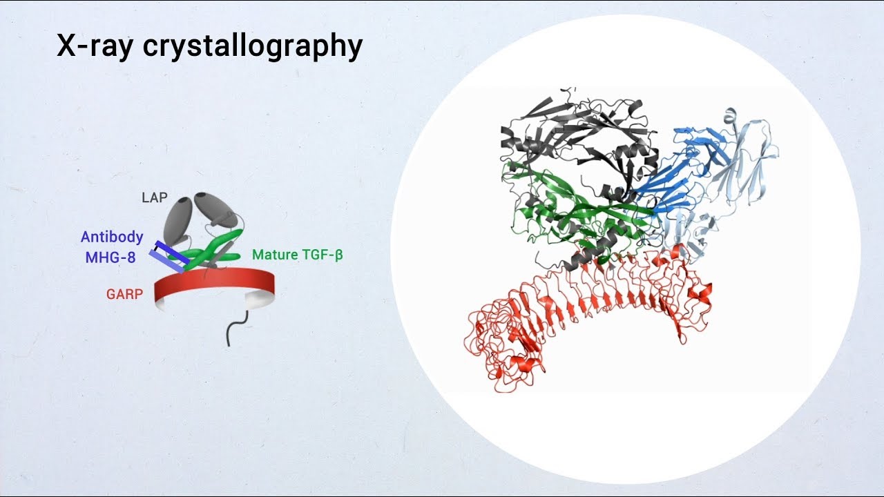 Structural basis of latent TGF-&beta;1 presentation and activation by GARP on human regulatory T cells