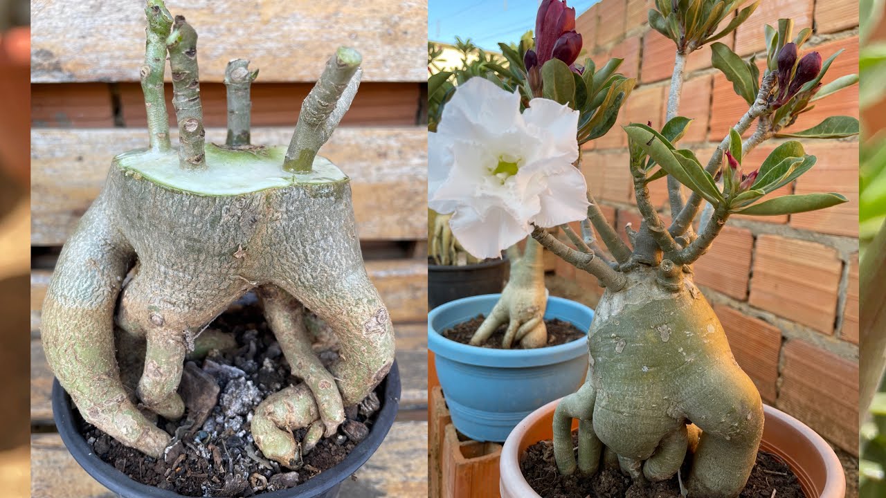 Enxertia com sobra de caudex de rosas do deserto!!! Olha que incrível 🤩