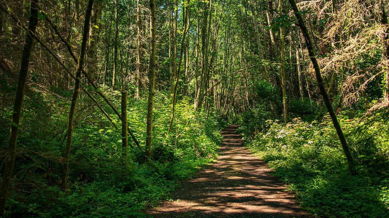 2-Minute Trailer: Camano Ridge Forest Preserve
