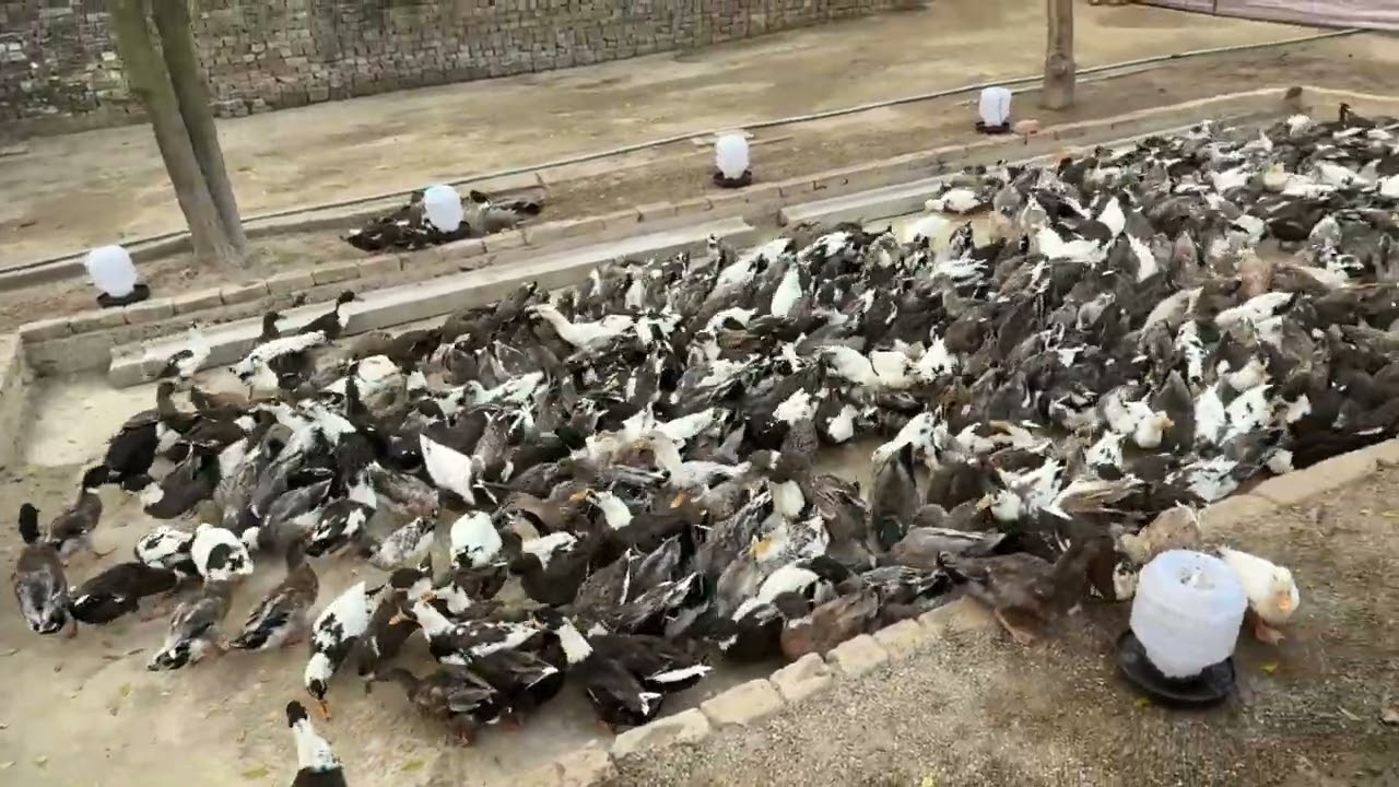 Duck Farming in Pakistan | Duck Farming in Gujranwala | Duck farming in punjab