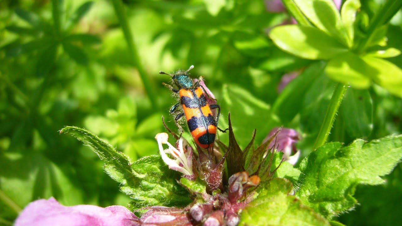 promenade entomologique à Digne les Bains