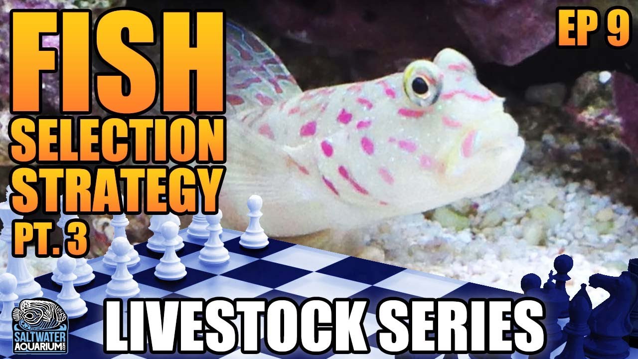 Stocking Strategy Part 3 - Picking Fish for Your Saltwater Aquarium - Livestock Series