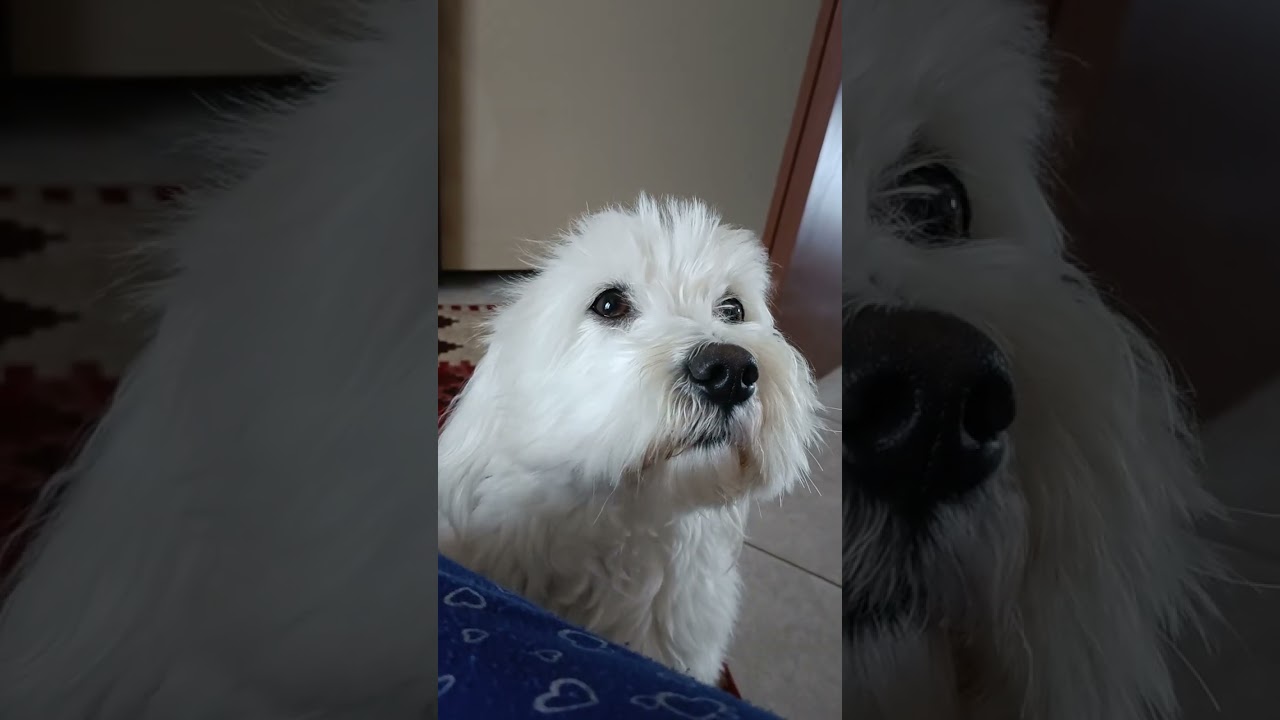 Famiglia Leon ❤️