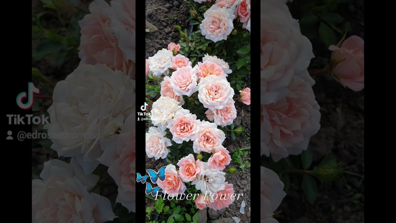 EDROSES/Троянда  🌹 Флауер Павер (Flower Power), Gareth Fryer США, 1998.Патіо (Patio)