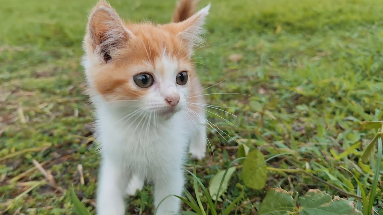🔥wow, the kitten is so cute playing on the green grass ‼️bang fu animals