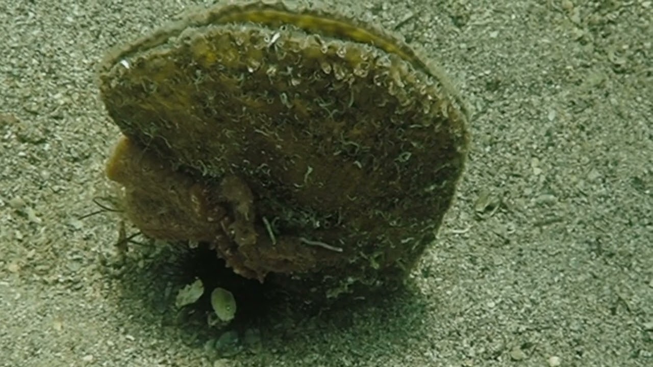 Hippocampes et gasteropodes