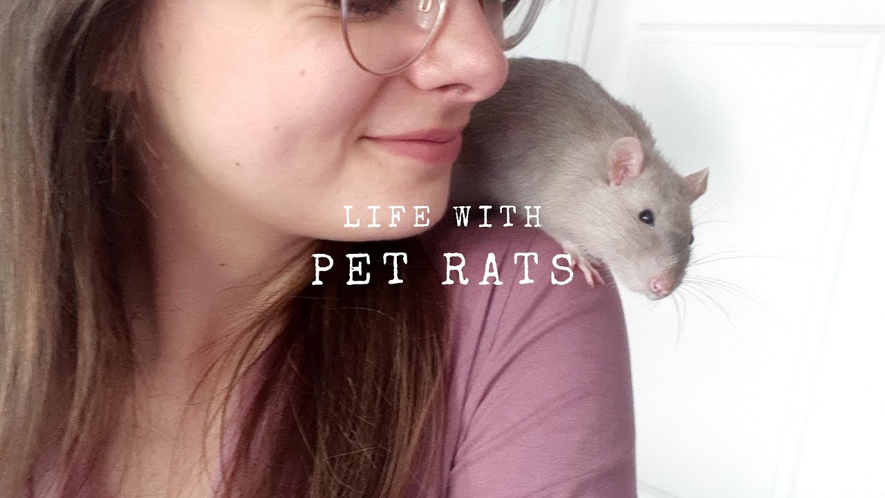 Life With Pet Rats | Daily Routine & Q&A