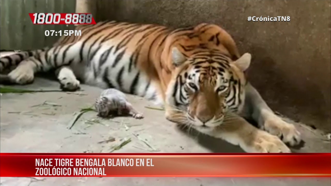 Nicaragua Nace tigre bengala blanco en el Zoológico Nacional