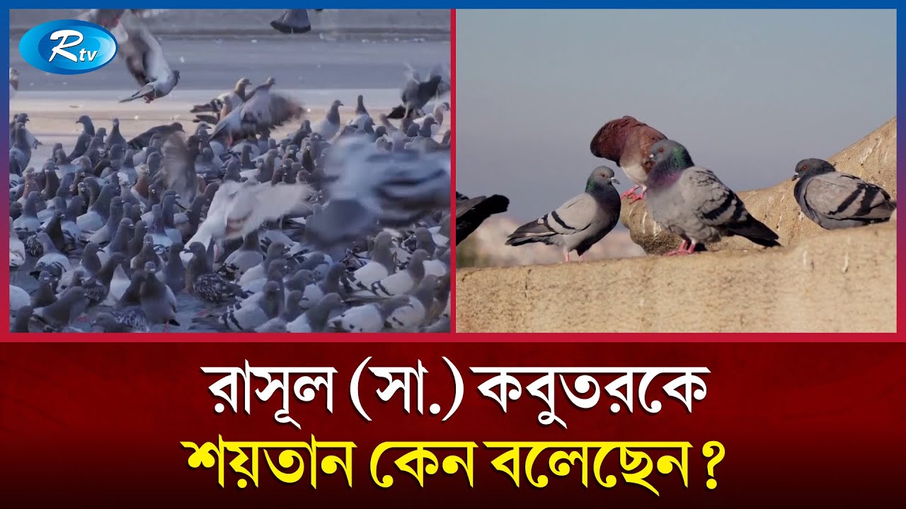 The reality of the hadith of the Prophet (peace be upon him) about pigeons! | Pigeon | Rtv News