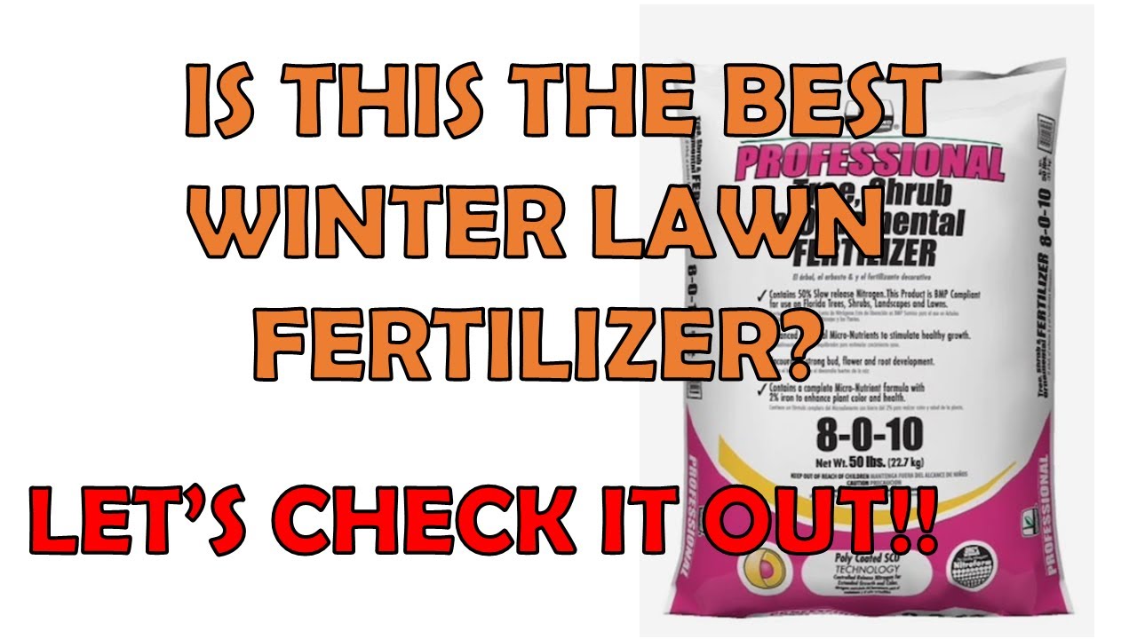GREAT Winter Lawn FERTILIZER For St. Augustine Grass