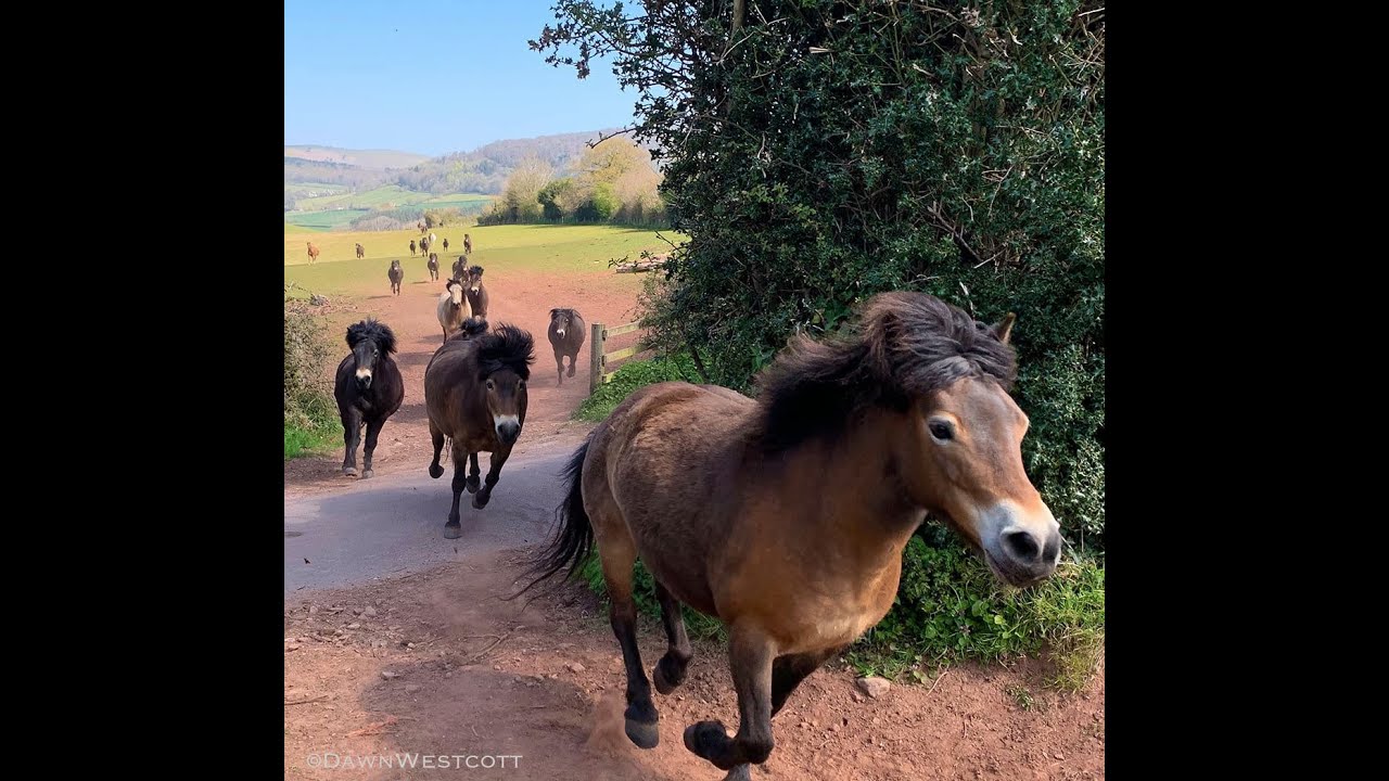 Get to Know Exmoor Ponies with Dawn Westcott