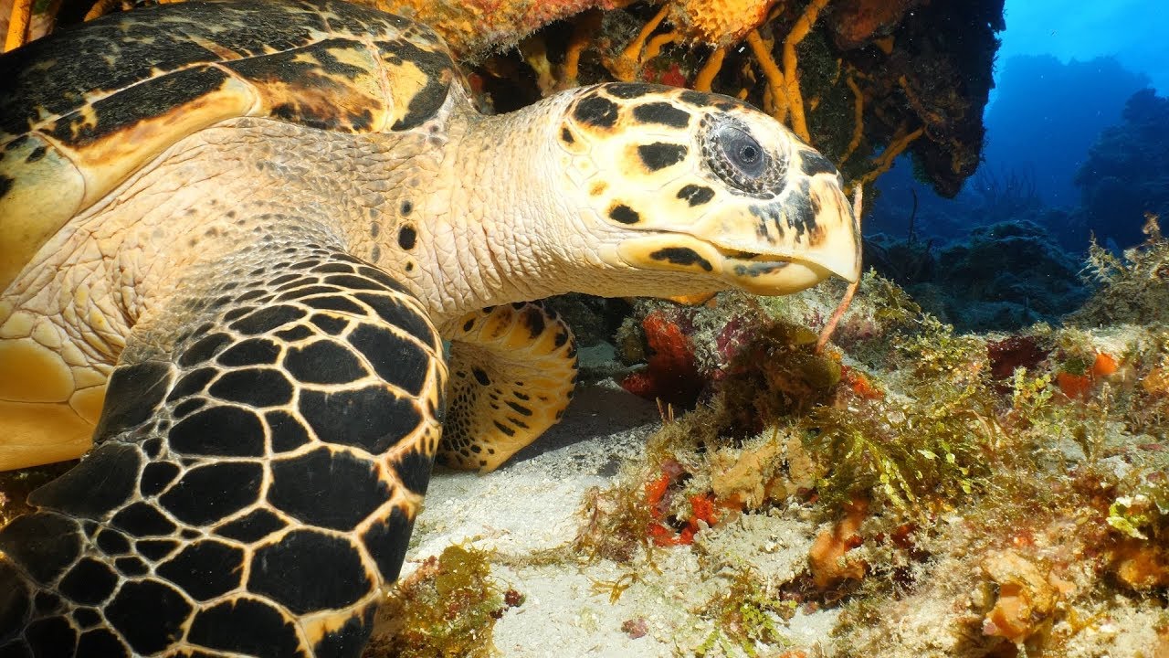 OrcaTorch D910V Underwater Light Review Cozumel Mexico,  GH5, GoPro Hero7 4k UHD
