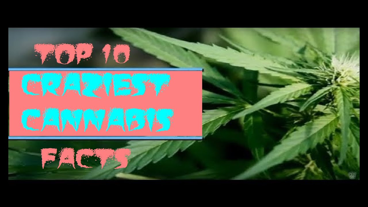 Top 10 craziest Facts about Cannabis!, 10 weed Facts #cannabis #top10 #weed #facts