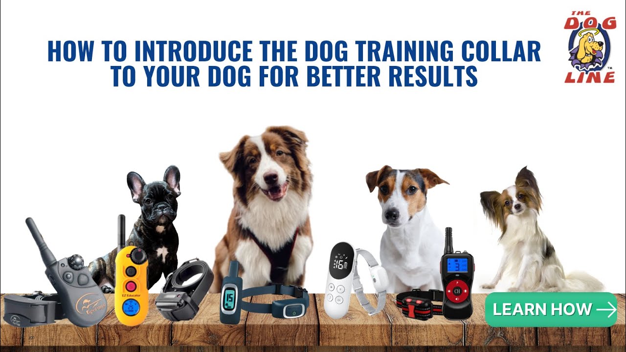 Dog Training Collar Australia - How to introduce it to your dog?