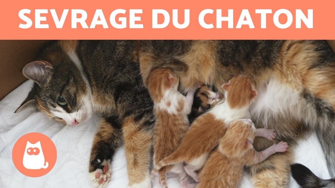 Sevrage du chaton - Âge, temps, durée