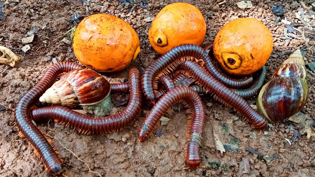 Hunting Big Millipede, Cute Snail - Menemukan banyak Luwing Kaki Seribu besar dan Bekicot Lucu