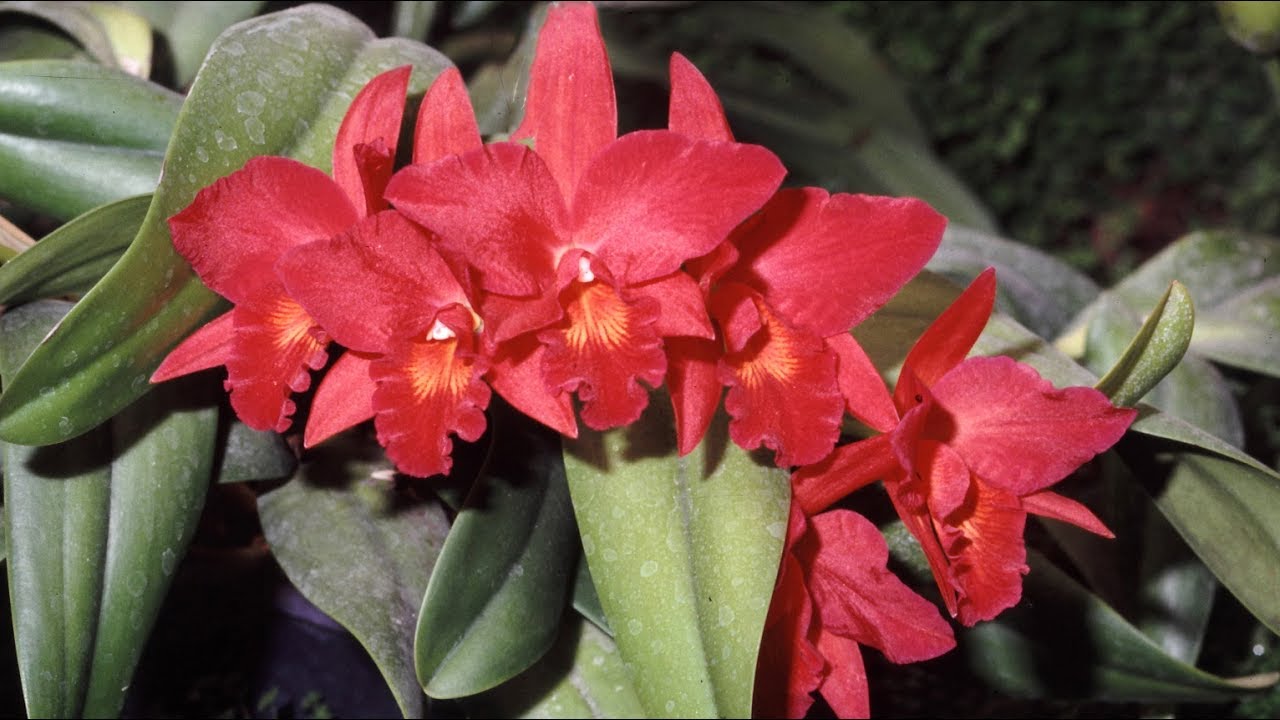 Enrico Stella: ORCHIDEE PER UN ANNIVERSARIO