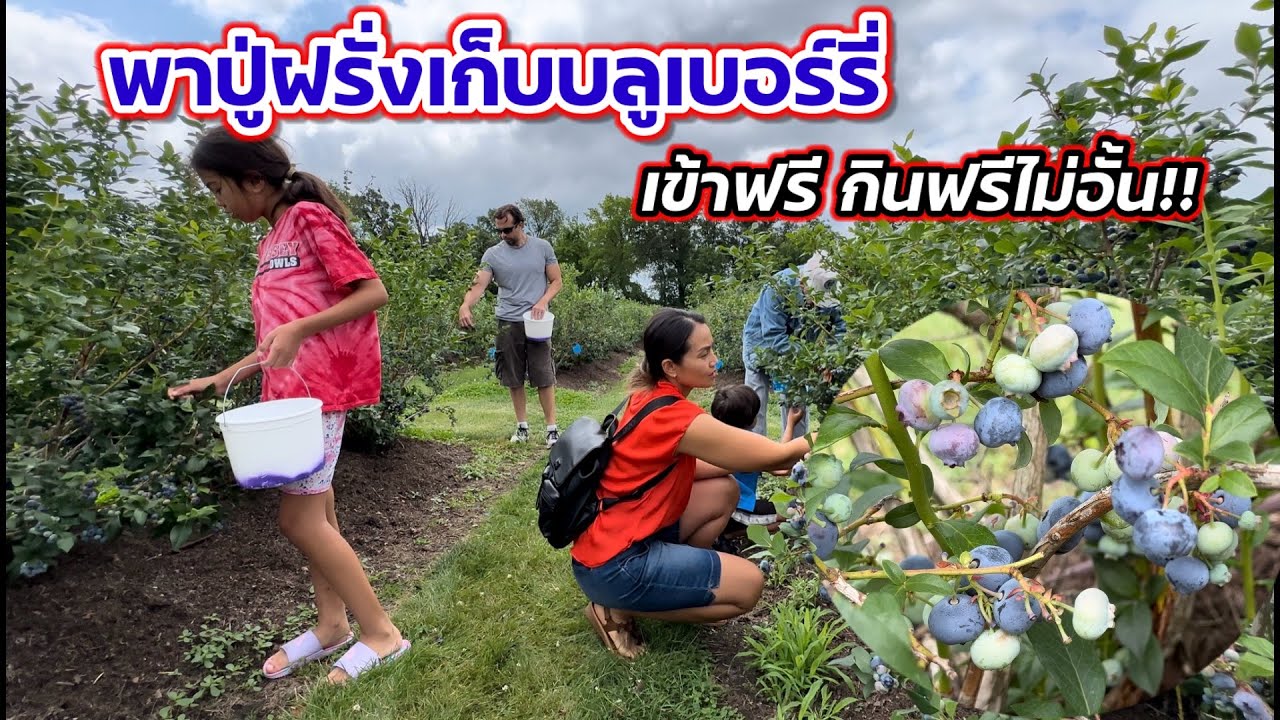 V376 พาปู่ฝรั่งเก็บบลูเบอร์รี่สดๆในฟาร์ม รัฐวิสคอนซิน อเมริกา Blueberry picking with grandpa, WI-USA