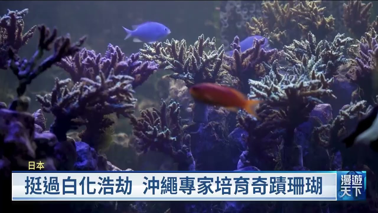 沖繩培育耐高溫「奇蹟珊瑚」 DNA分析人工育種對生態影響低｜20260809 全球現場漫遊天下