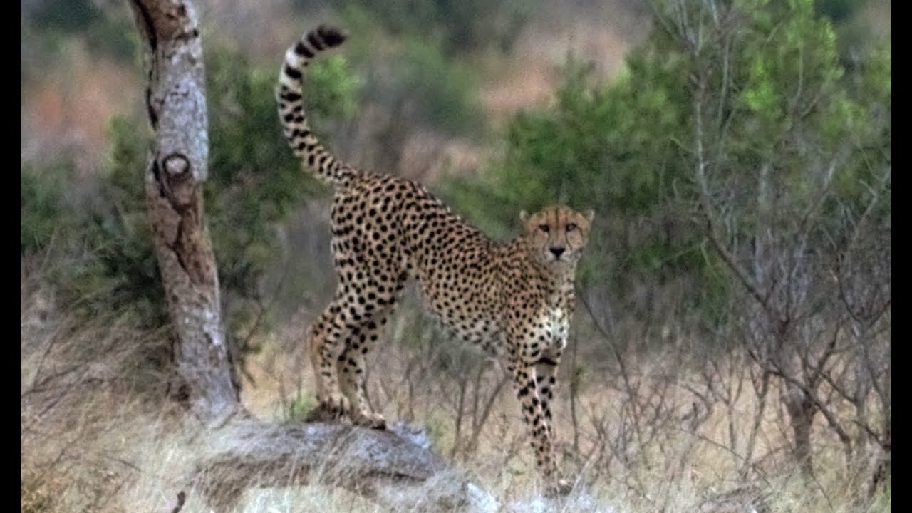 One Eye Cheetah marking territory and patrolling (S28 Road) Kruger National Park, near Lower Sabie.