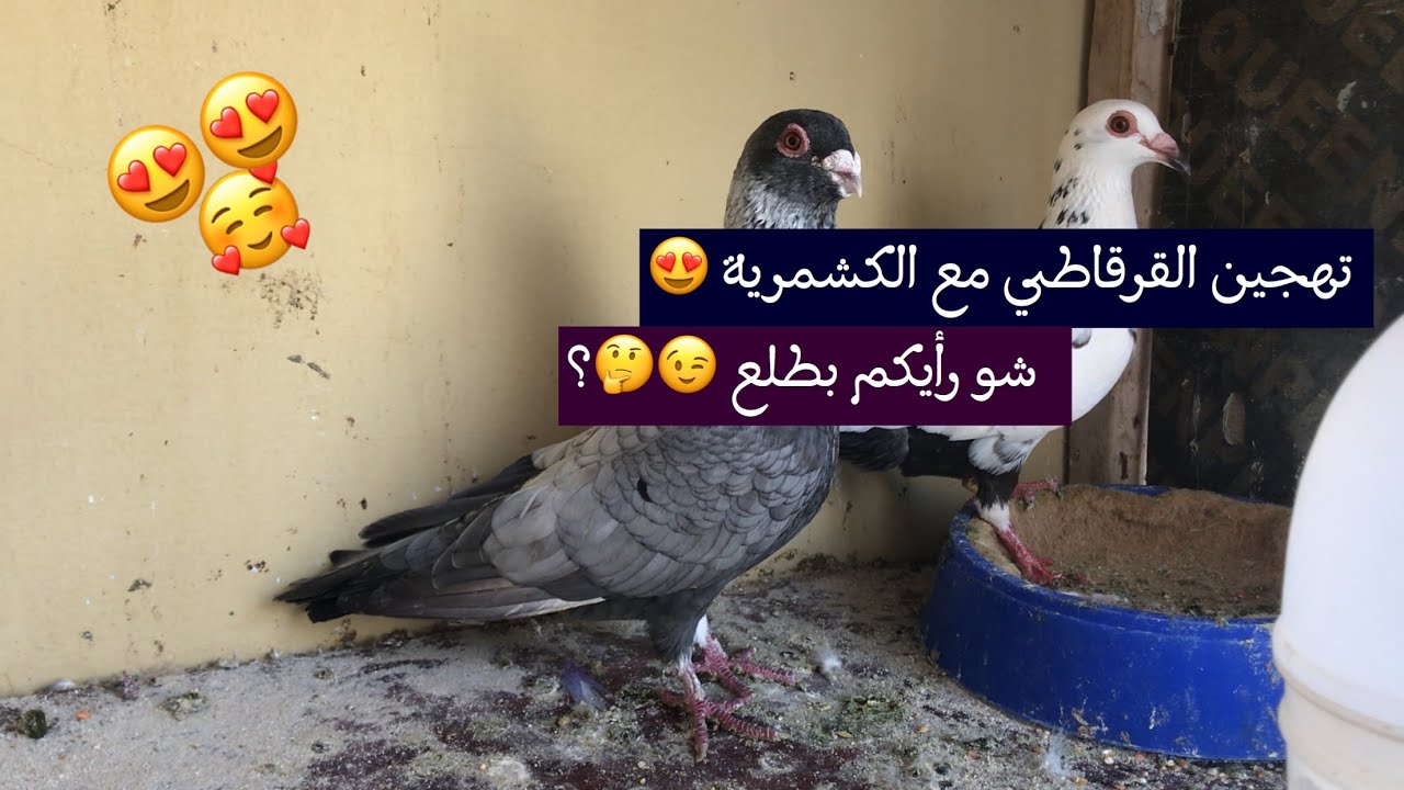 تهجين الحمام || تهجين القرقاطي مع الكشمرية 😉