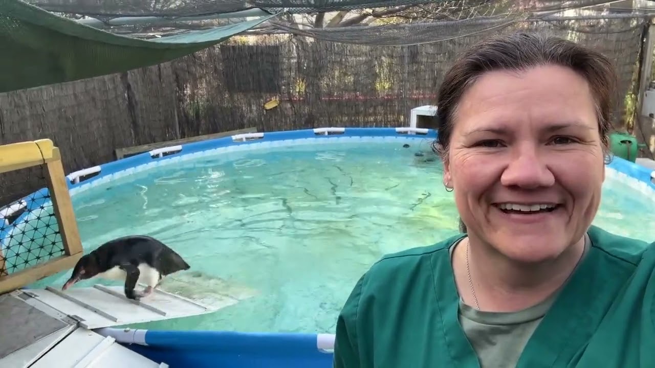 Thank You from Yellow-eyed Penguin/Hoiho Researchers in New Zealand