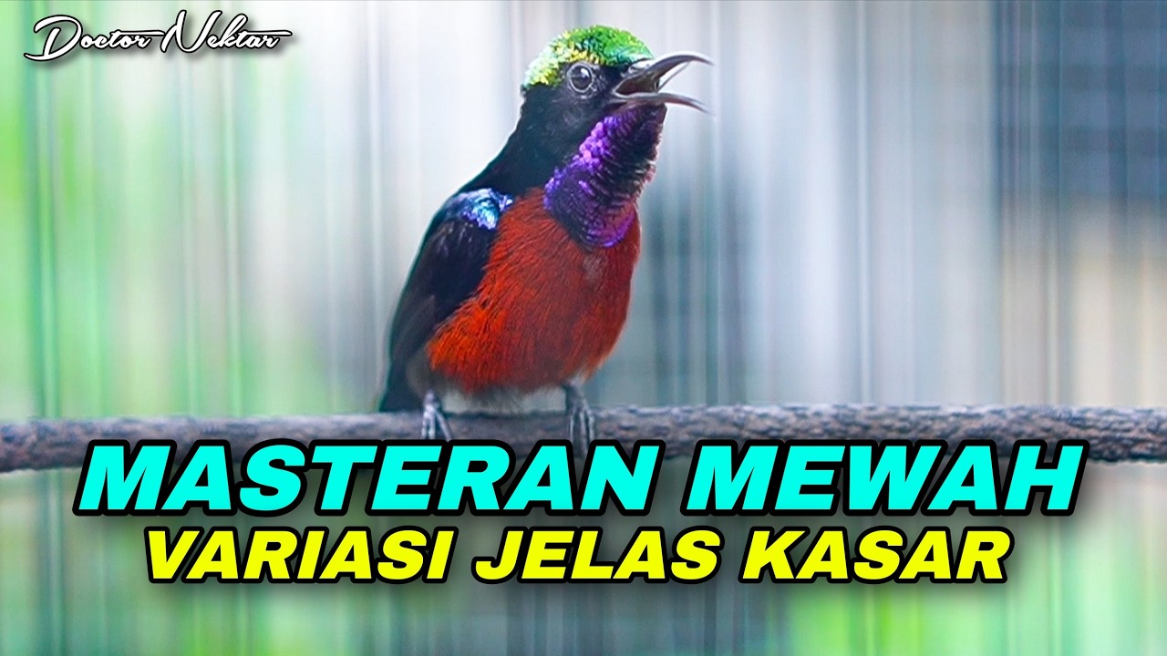 MASTERAN KONIN GACOR FULL TEMBAKAN VARIASI BELALANG EMAS MEWAH KASAR COCOK UNTUK KOLIBRI NINJA BAHAN