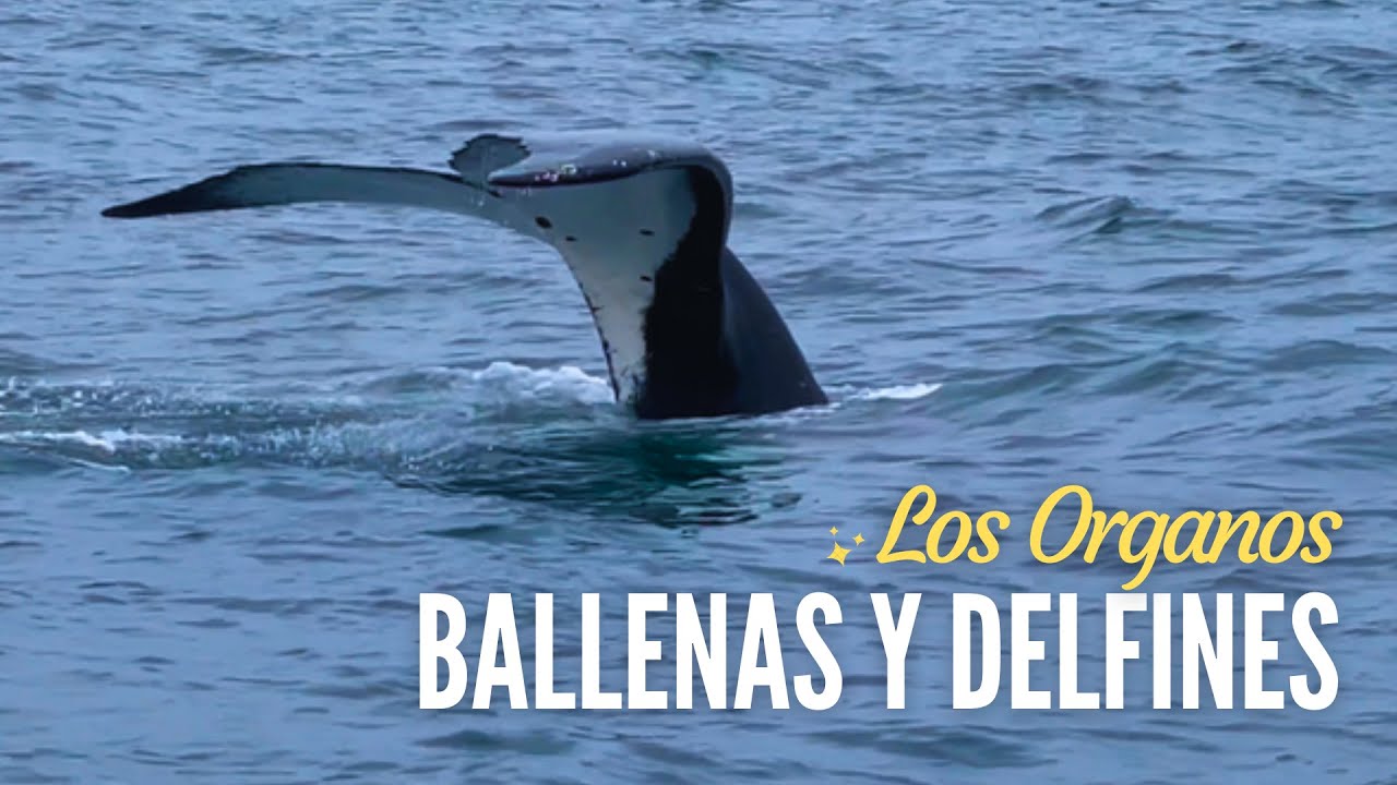 AVISTAMIENTO DE BALLENAS Y DELFINES EN LOS ÓRGANOS 🐳🐋 ¡EXPERIENCIA MÁGICA! ✨  #aventura