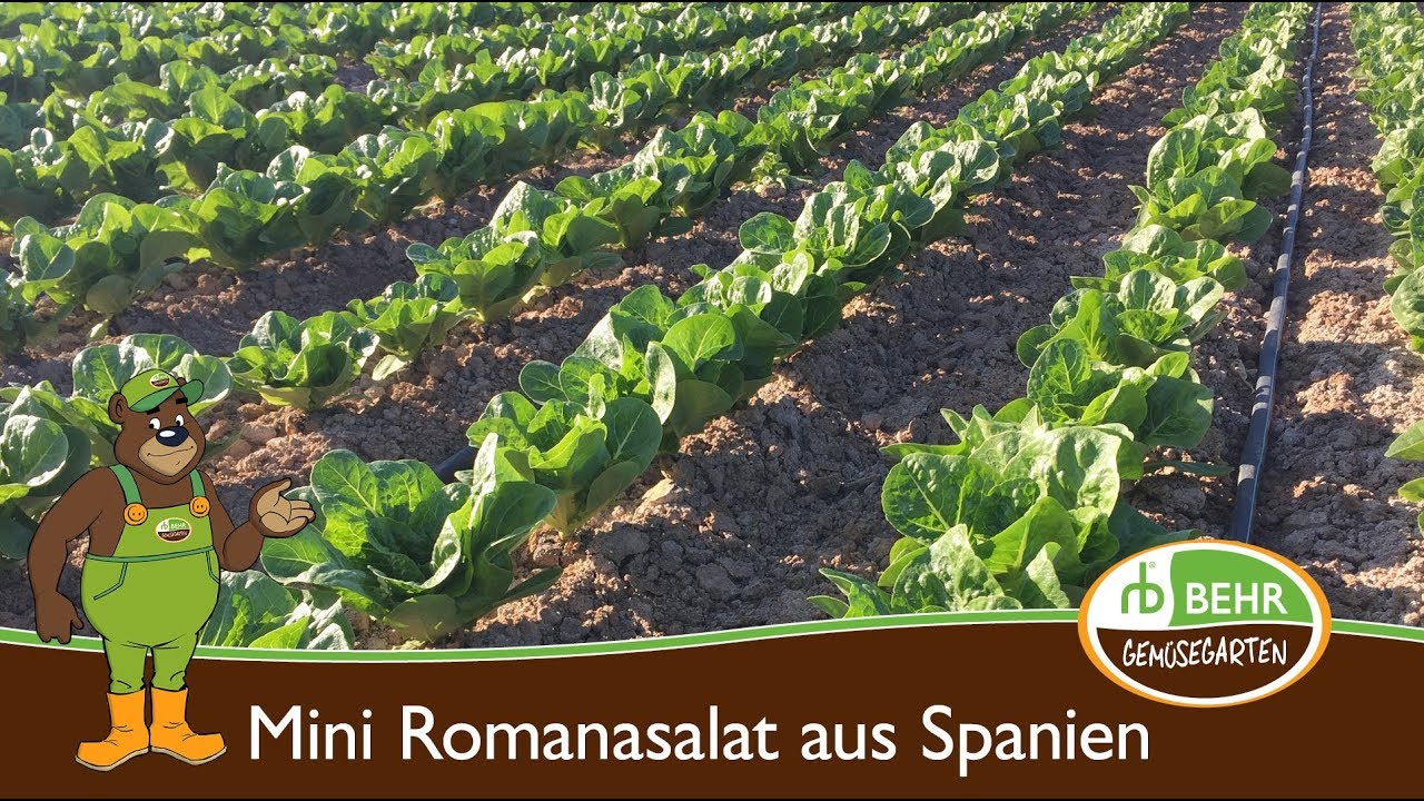 Der Mini Romanasalat, das Wasserbecken und der Kanal