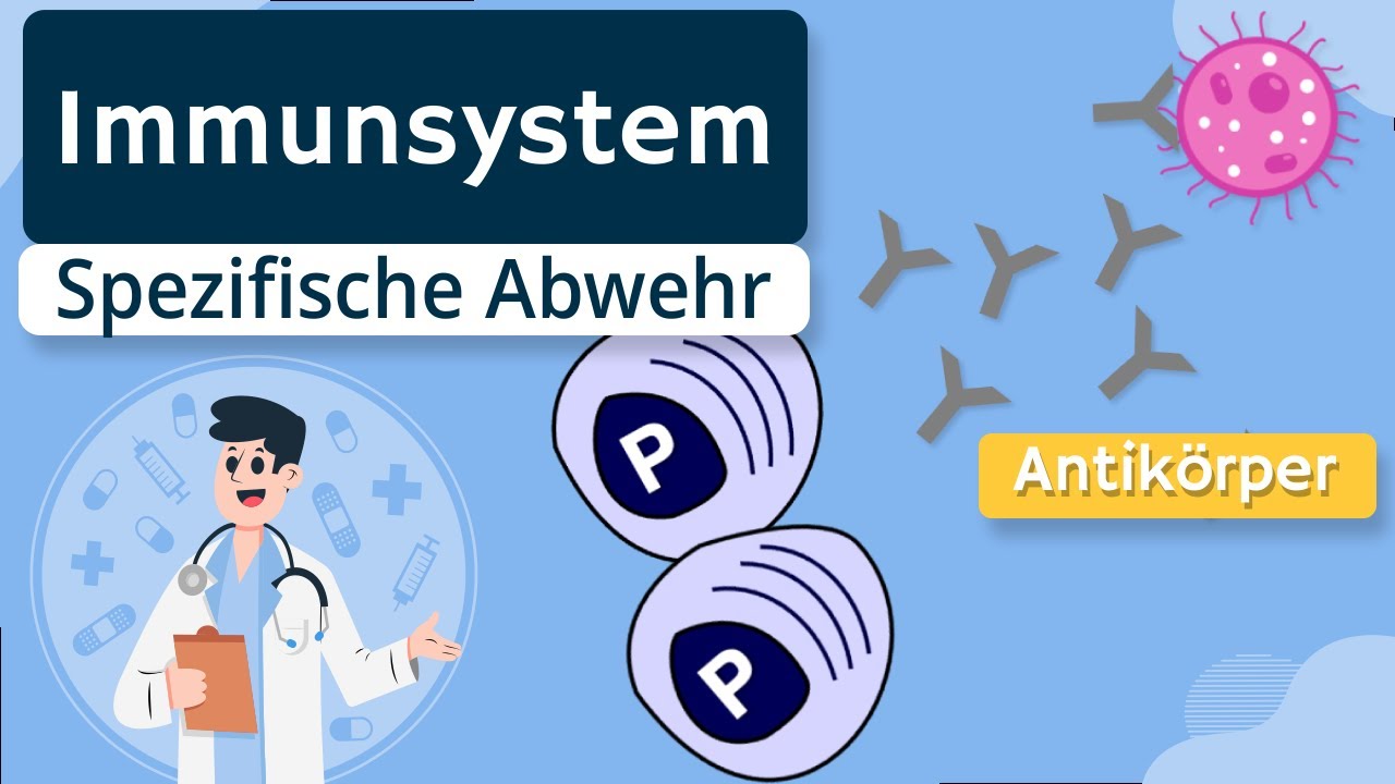 Spezifische Immunabwehr (T-Lymphozyten, Antikörper) erklärt