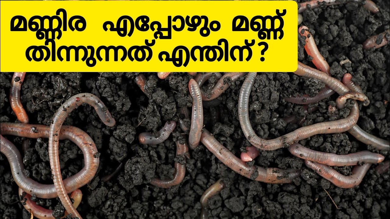 Why earthworm always eat soil// മണ്ണിര എപ്പോഴും മണ്ണ് കഴിക്കുന്നത് എന്ത് കൊണ്ട്?// malayalam