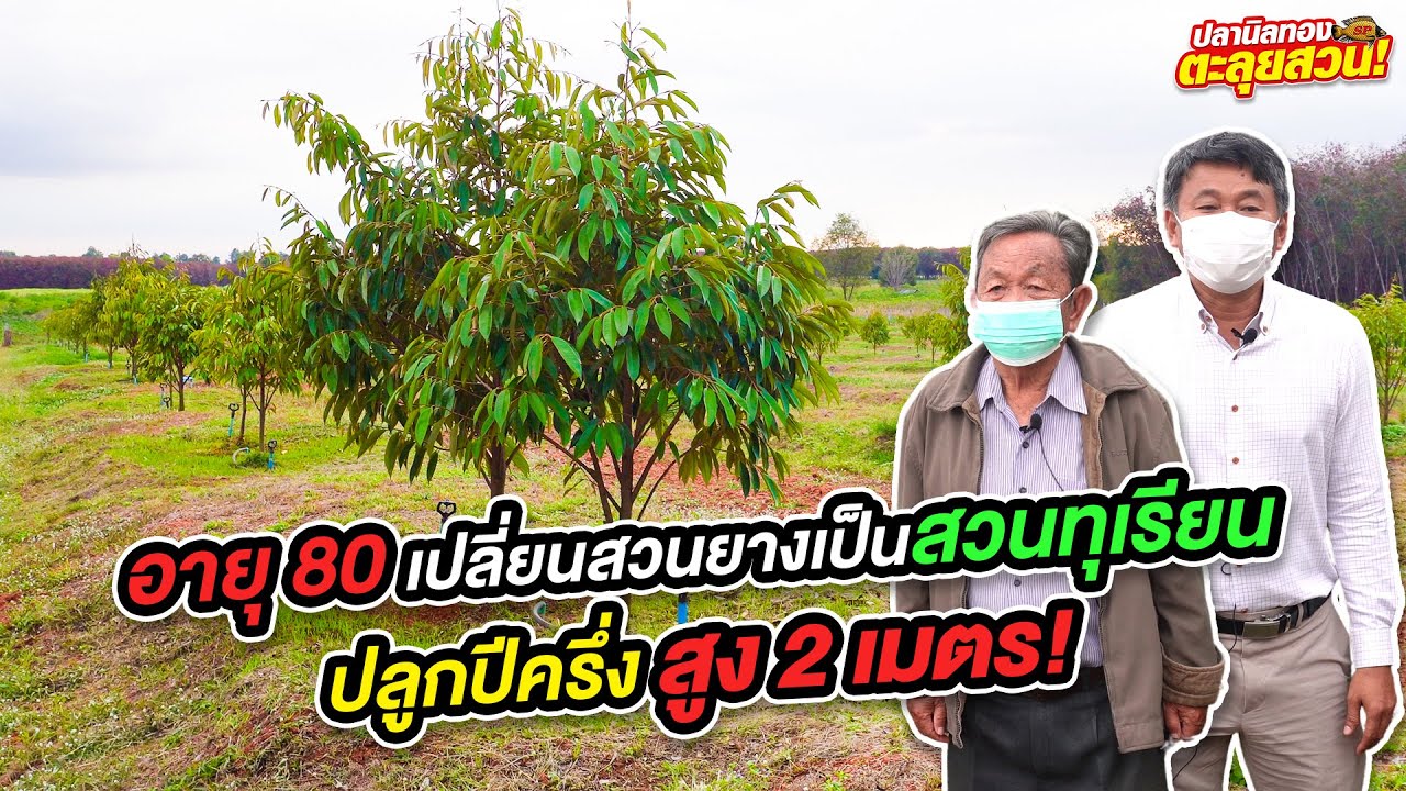 ตะลุยสวนลูกค้าปุ๋ยปลานิลทอง EP.1  ตอน ตะลุยสวนทุเรียน พ่ออาวุธ ปลูกเพียงปีครึ่งต้นสูงกว่า 2 เมตร