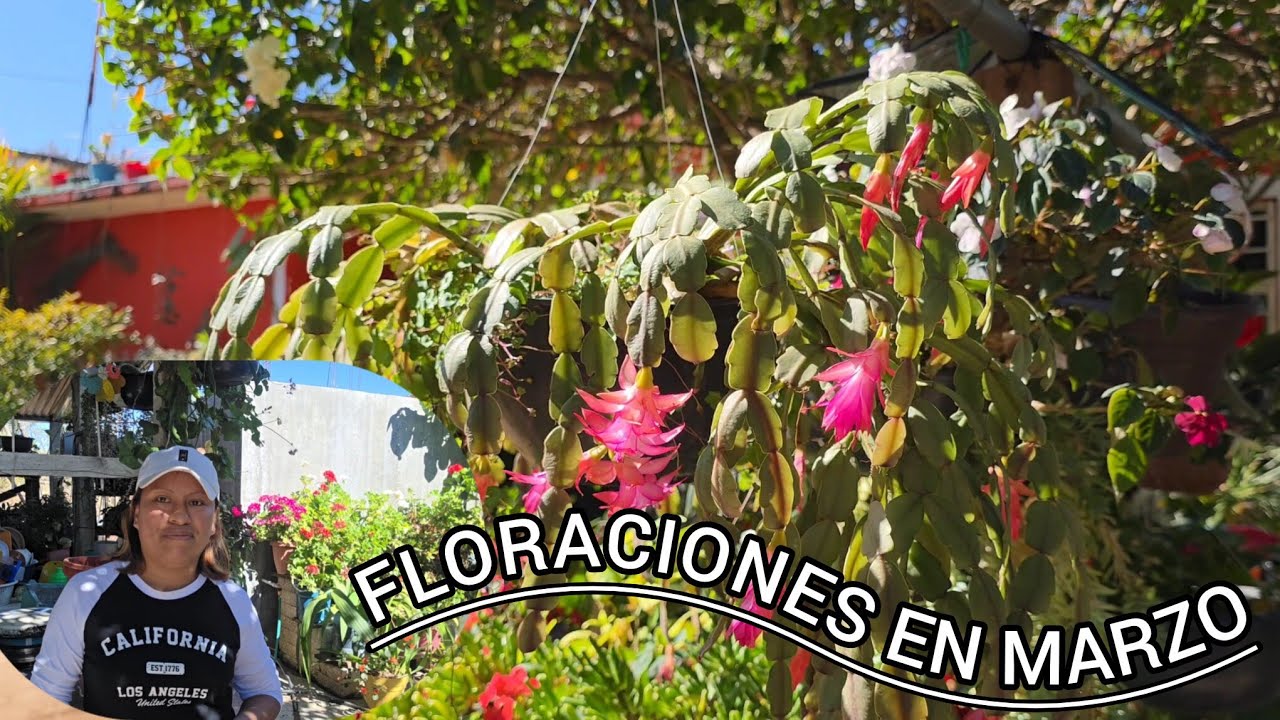 Mi bello jardin y las hermosas flores  que hay en mi jardin en este mes de marzo.