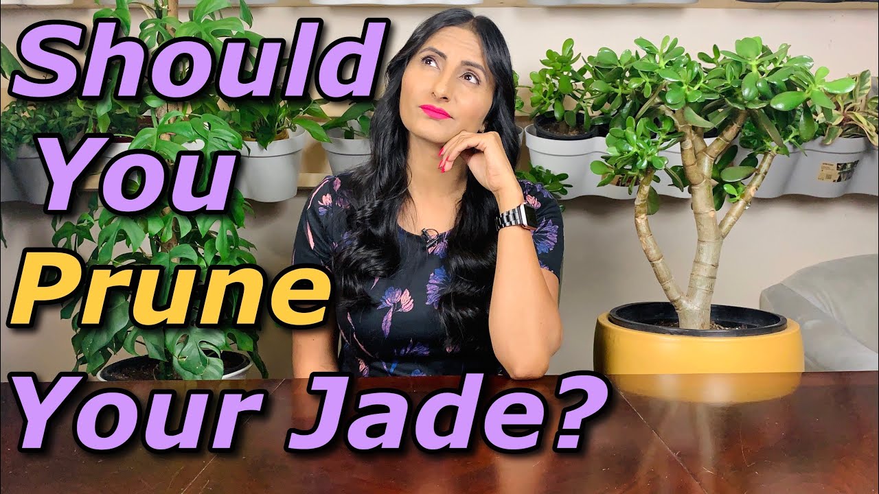 What Happens After You Prune Your Jade |7 months update | Check Out New Growth And Awesome Results !