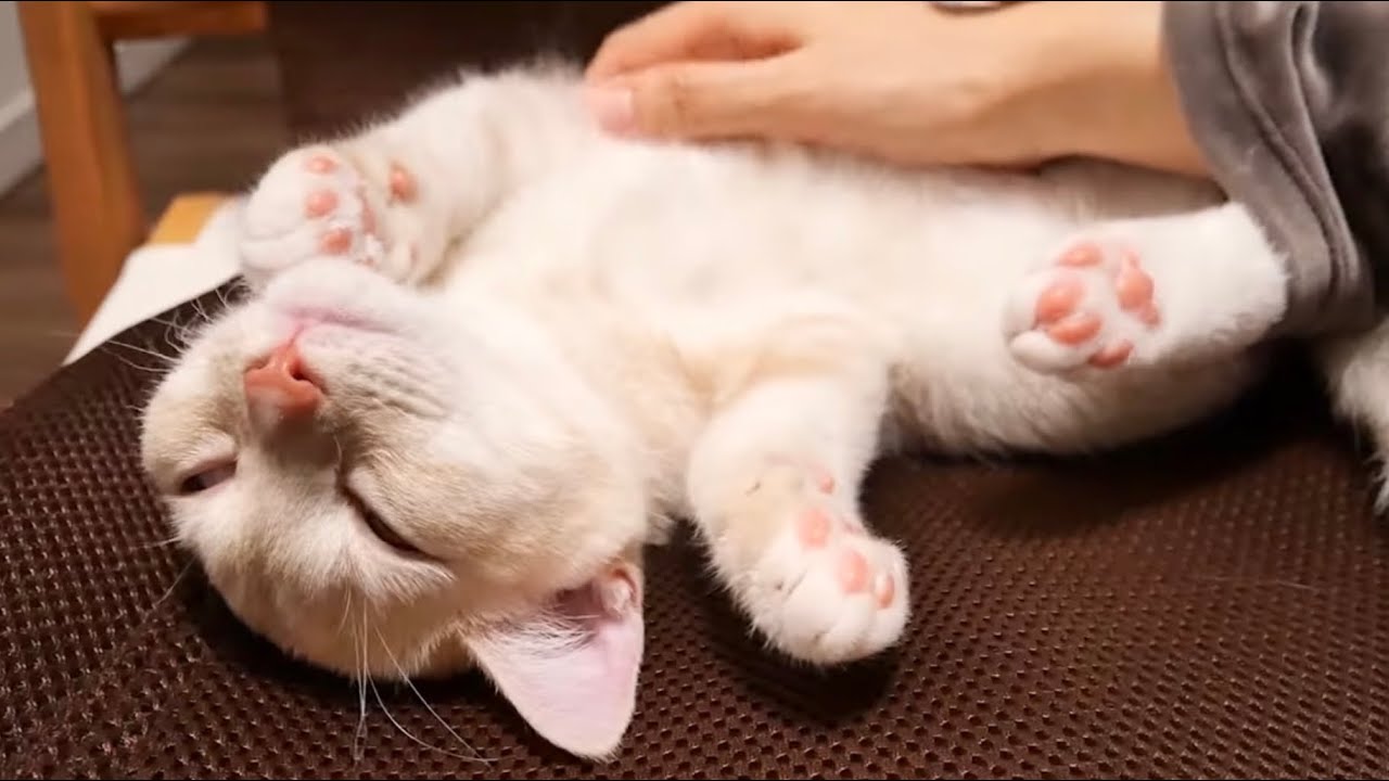 寝ている子猫を撫で回してみたら…