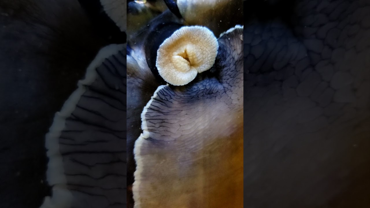 Abalone radula