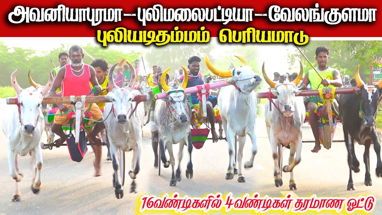 புளியடித்தமாம் பெரியமாடு பந்தயம் 01.01.2026 #puliyadithammam_periyamaadu
