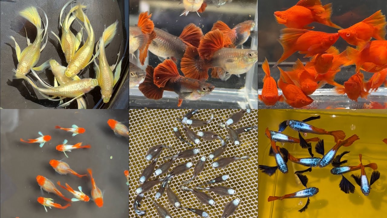 Lên Combo Giá Rẻ Và Hàng Tuyển Giống Tại Trại Đặng Guppy