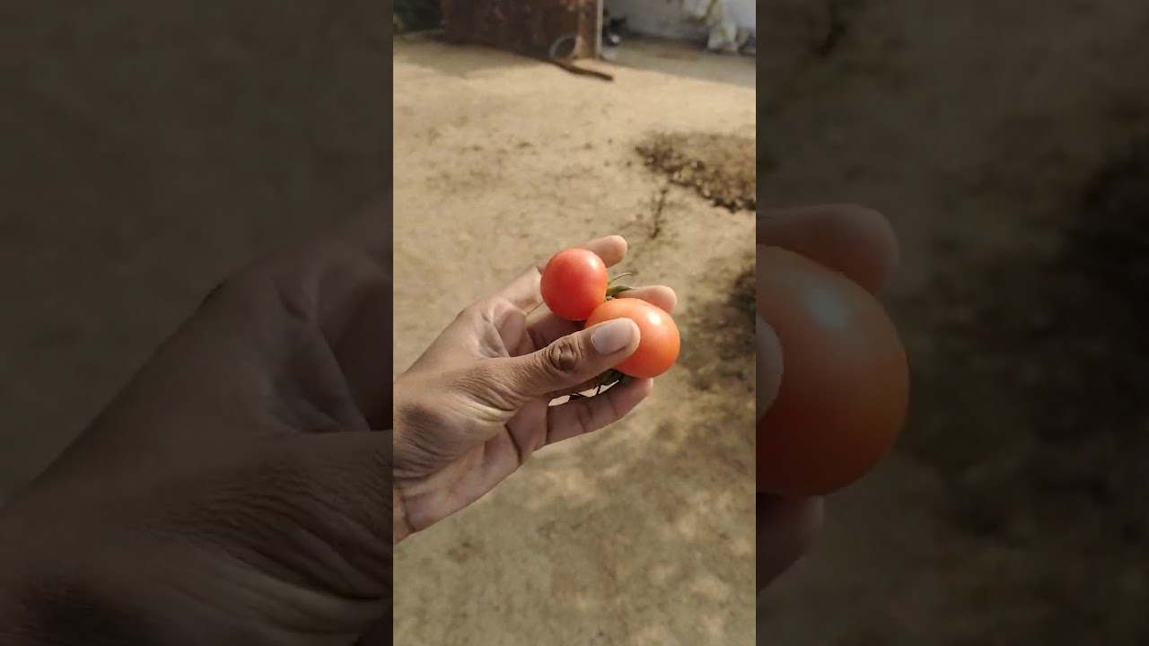 किचन गार्डन सब्जी उगाने की न्यू पद्धति 