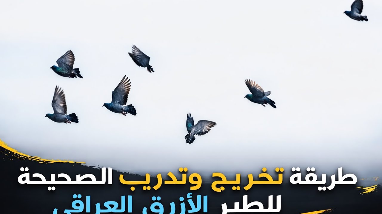 الطريقة الصحيحة لتجليد وتدريب الافراخ لضمان عدم ضياعهم 2026 #اكسبلور #اهميه #طيور #لايك #عراقي 