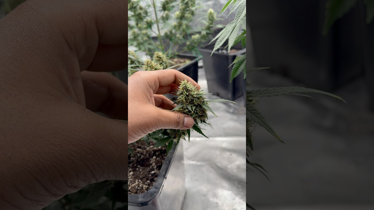 Trainwreck Auto #cannabiscommunity #420 #notforkids