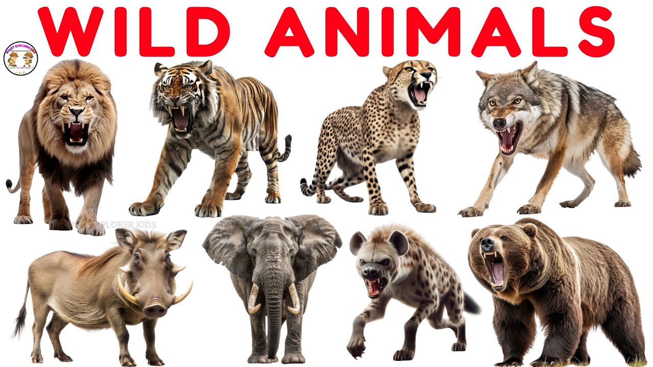 30 диких животных для детей 🦁 | Учите названия животных джунглей и сафари по звукам