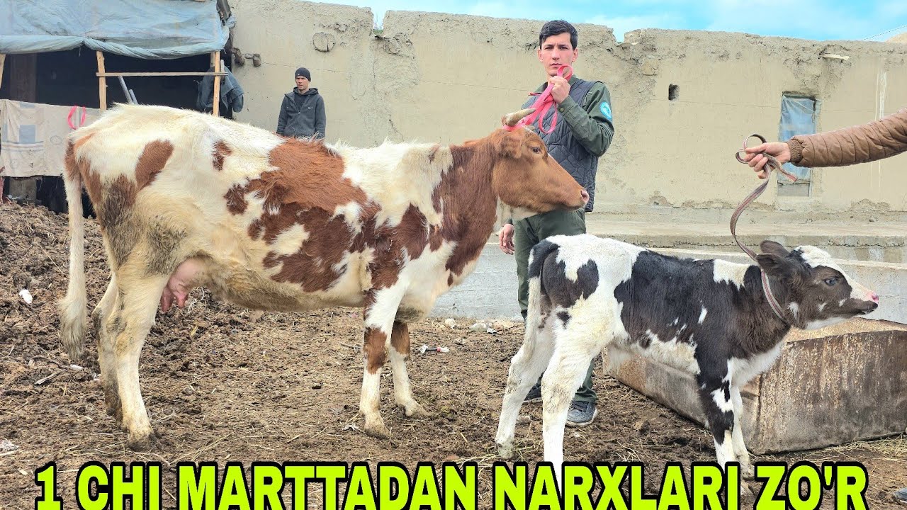 1 vhi marttadan Nodir akadan ona bola sigirlar narxlari juda yengil chiqdi 4-mart, 2026