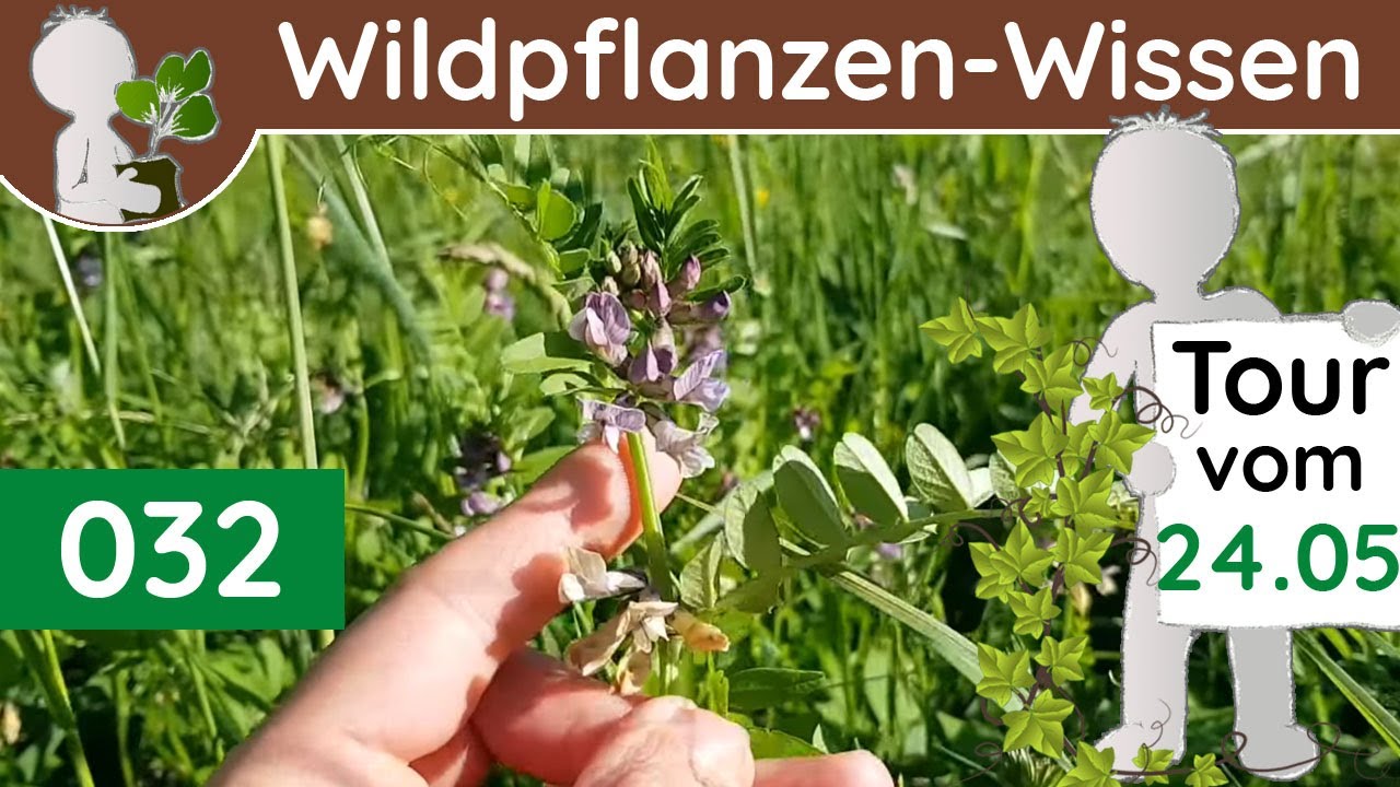 032  - Polizistenfutter (Nektarien der Wicken), Glockiges & Milchiges (Botanik-Doku - Mai)