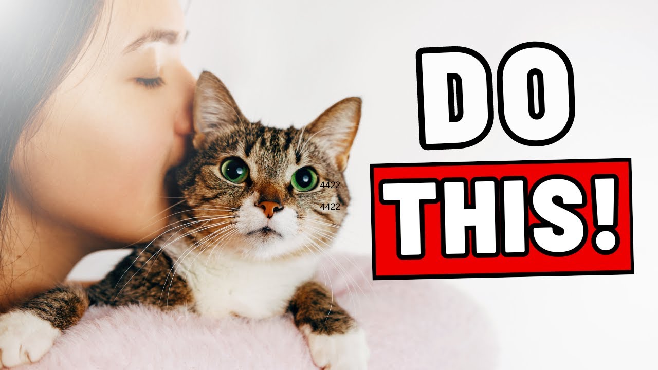 10 Ways To Tell Your Cat 