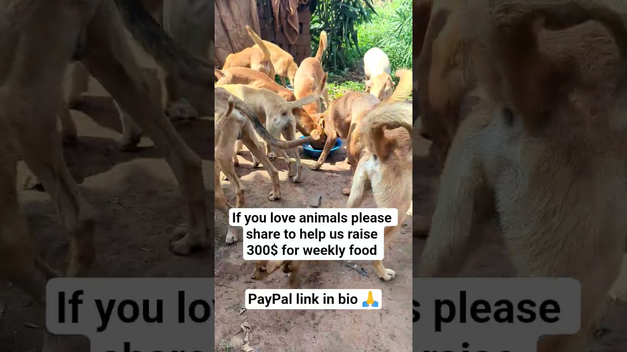 Donation link in bio to help our shelter with dogs food.