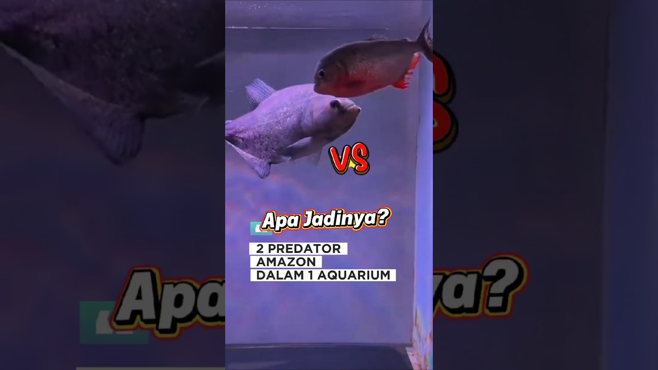 Eksperimen Nekat: Piranha Ganas Disatukan, Ini yang Terjadi! #ikan #fish #piranha #viral #shorts