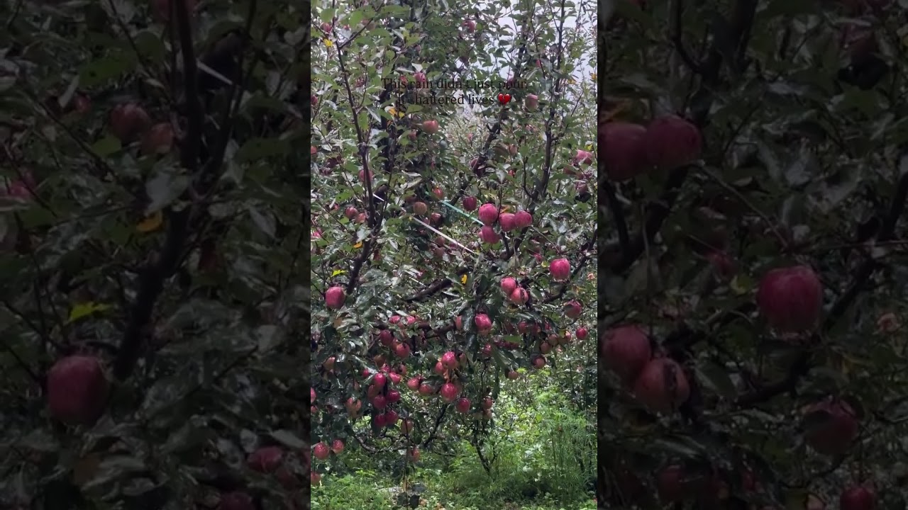 #kullumanali #minivlog #appleseason #sopainful #shortsviral #shorts #mountains #life #viral #weather