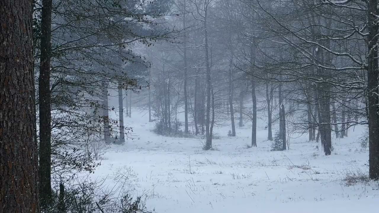Serene Wintry Scene in a Forest – Relaxing Snowfall Ambience for Calm & Meditation