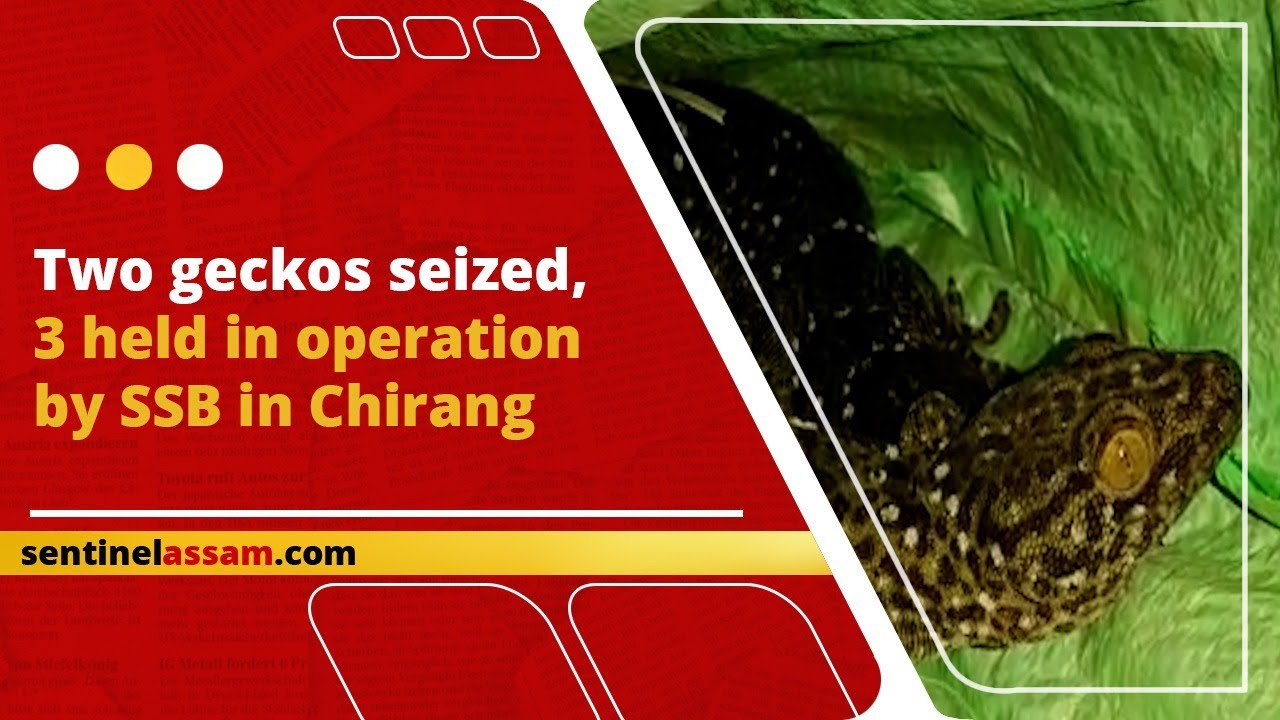 Two geckos seized, 3 held in operation by SSB in Chirang